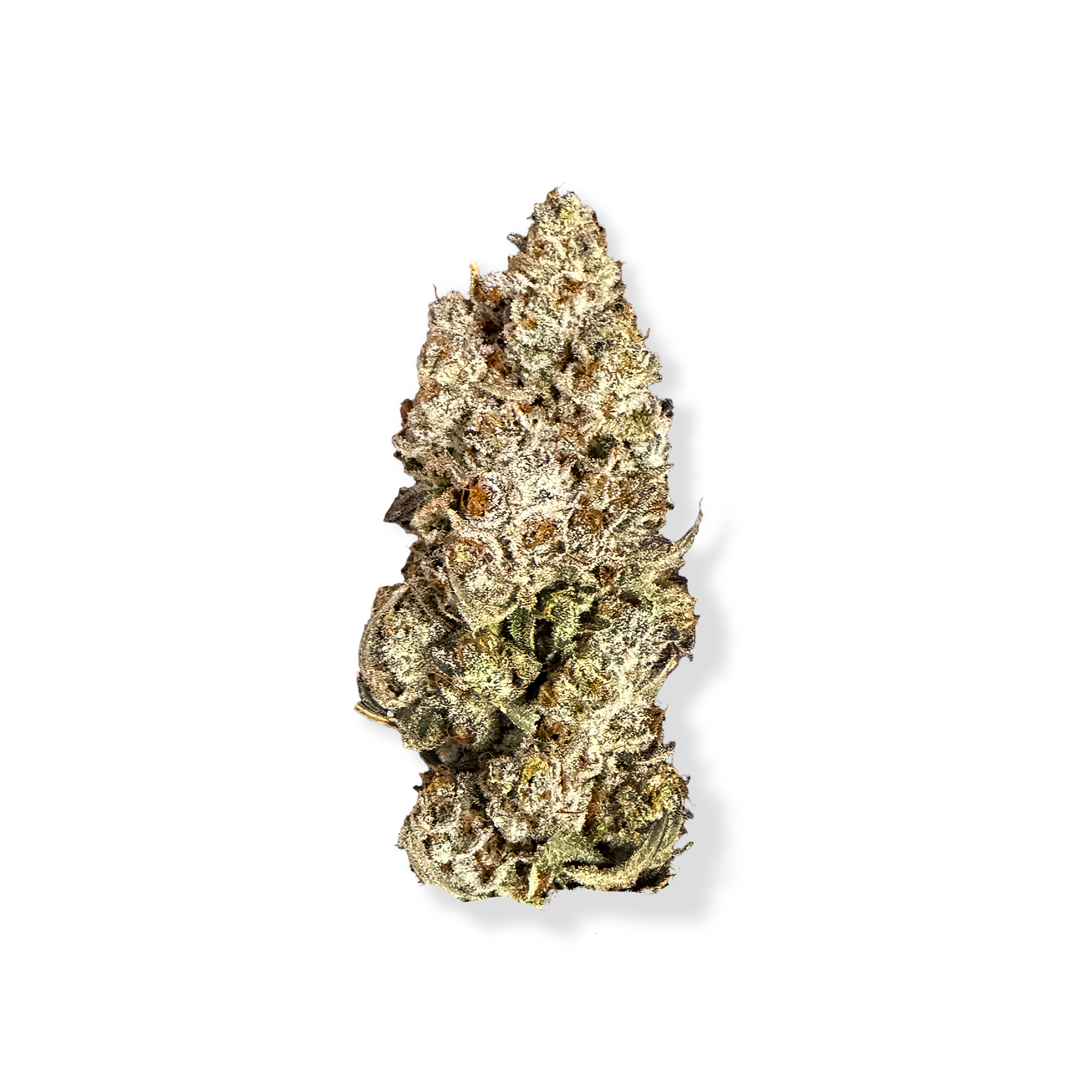 Black Baccara - Hybrid